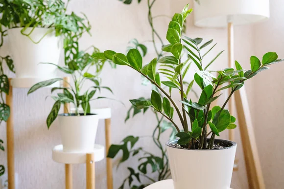 Verschiedene Zimmerpflanzen in weißen Töpfen